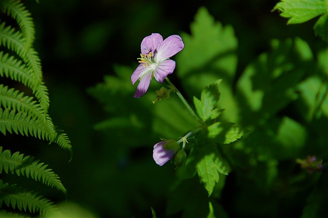 Wild geranium