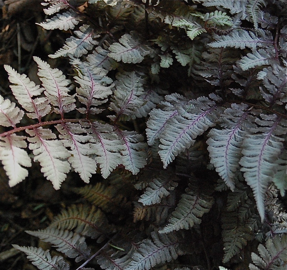 Ornamental fern