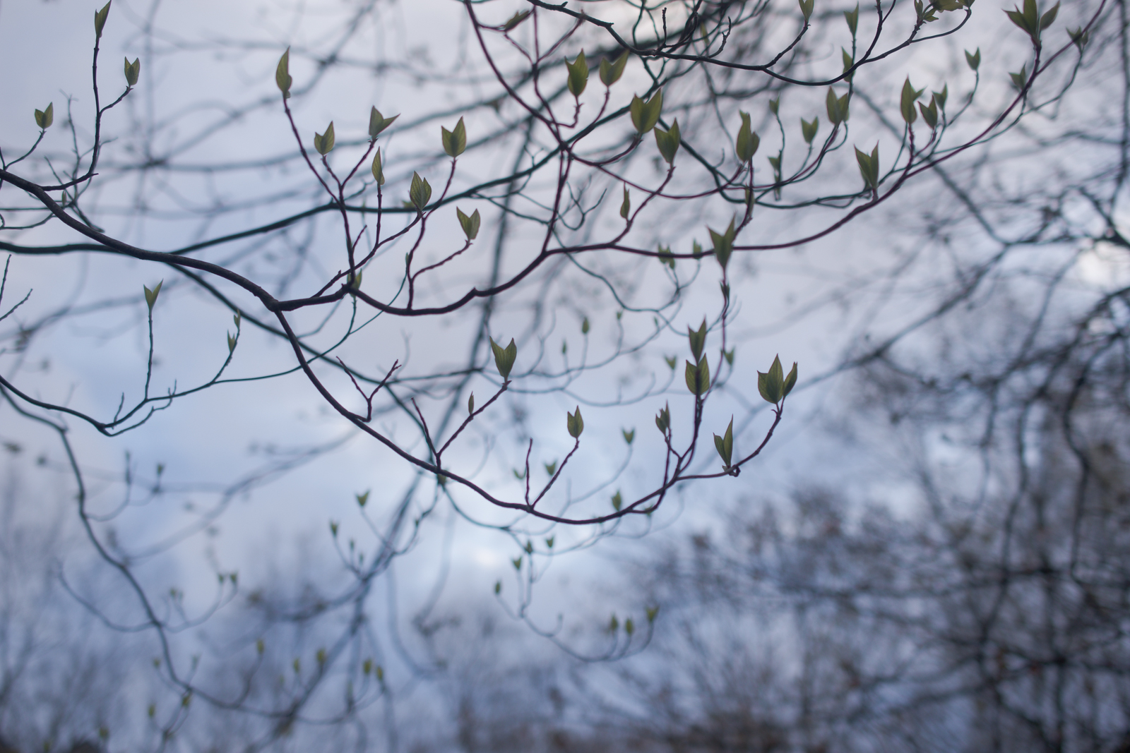 Dogwood Leaves