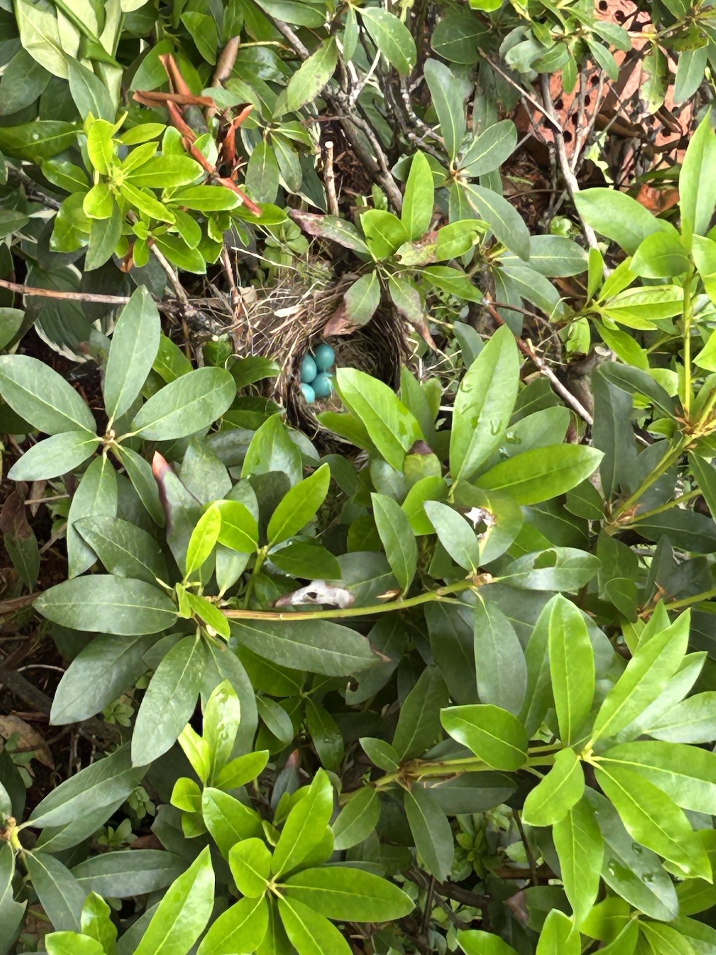 Robins lay one egg a day. They begin to incubate them after the second egg is laid.